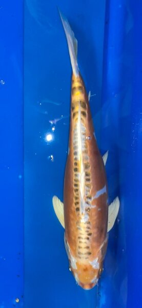 Koi 3-35- 40 cm