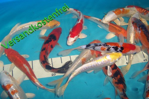 Koi AA high quality 10- 12 cm 10 Stück