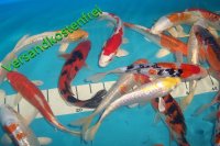 Koi AA high quality 10- 12 cm 10 Stück