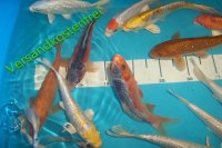 Koi Selektiert Mix 15-18 cm 10 Stück