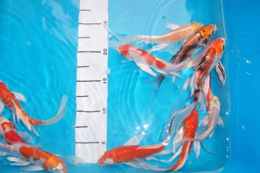 Butterfly Koi Set AA high quality 12-15 cm 10 Stk
