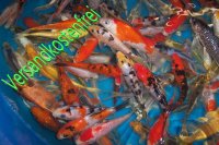 Koi Selektiert Mix 10-12 cm 10 Stück