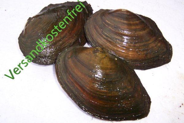 Teichmuschel 6- 10 cm- 100 Stück