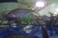 Teichset- 4 Biotopmix 200 Fische