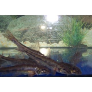 Teichset- 5 Biotopmix 40 Fische