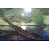 Teichset- 5 Biotopmix 40 Fische