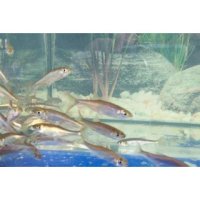 Teichset- 6 Biotopmix 100 Fische