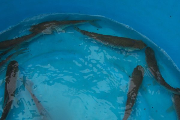 Teichset- 9 Besatzfische Graskarpfen