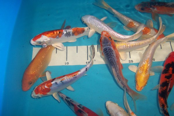 Koi- Set 12-15 cm