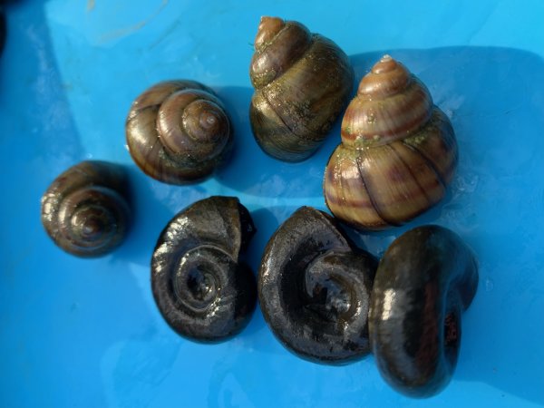Posthornschnecke 20 Stück + Sumpfdeckelschnecke 20 Stück als Set