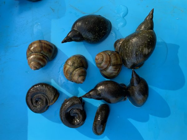 Sumpfdeckel 20 Stück + Spitzschlammschnecke 20 Stück + Posthornschnecke 20 Stück als Set