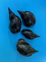 Sumpfdeckel 20 Stück + Spitzschlammschnecke 20 Stück + Posthornschnecke 20 Stück als Set