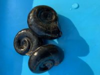 Sumpfdeckel 20 Stück + Spitzschlammschnecke 20 Stück + Posthornschnecke 20 Stück als Set