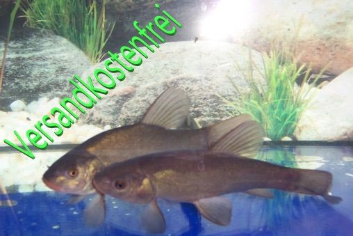 Grünschleie ( Tinca tinca) 12-15 cm - 50 Stück