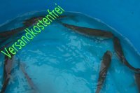 Besatzfische-Paket-C 6-10 cm - 300 Fische Angebot