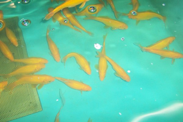 Gelber Goldfisch 12- 15 cm, 10 Stk. Angebot
