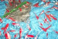 Goldfisch 12-15cm- 10 Stk + Shubunkin 12-15cm- 10 Stk + Sarasa 12-15cm- 10 Stk + gelbe Goldfische 12-15cm- 10 Stk Set