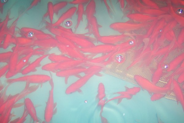 Cometgoldfisch 15- 20 cm, 5 Stk. Angebot