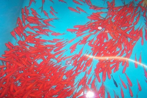 Cometgoldfisch 4- 7 cm