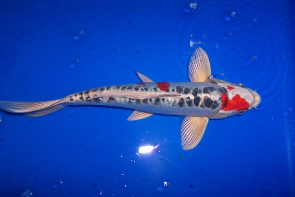 Koi 20-25 cm