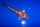 Koi 20-25 cm
