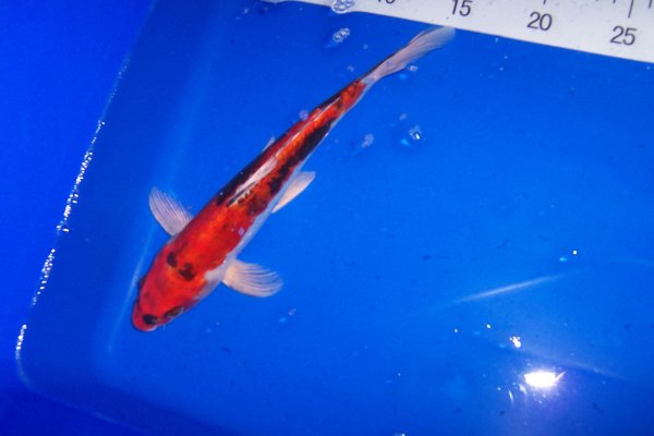 Koi 25-30 cm