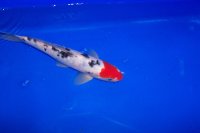 Koi 25-30 cm