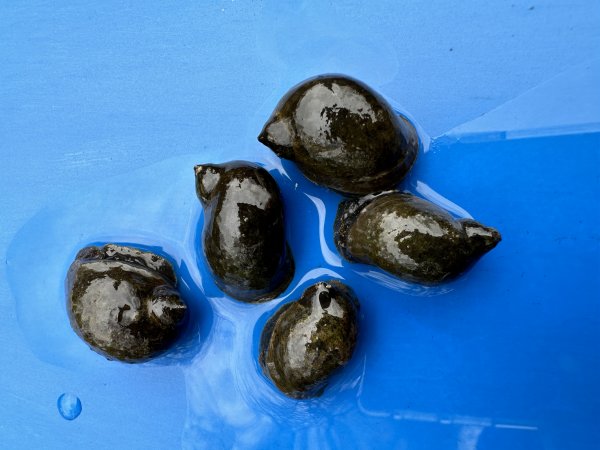 Schlammschnecke