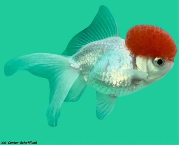 Schleierschwanz Oranda Rotkopf (Red Cap)