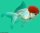 Schleierschwanz Oranda Rotkopf (Red Cap)