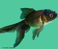 Schleierschwanz Oranda Blue 4-6 cm