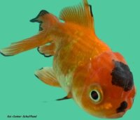 Schleierschwanz Oranda rot-schwarz