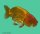 Schleierschwanz Ranchu Mix