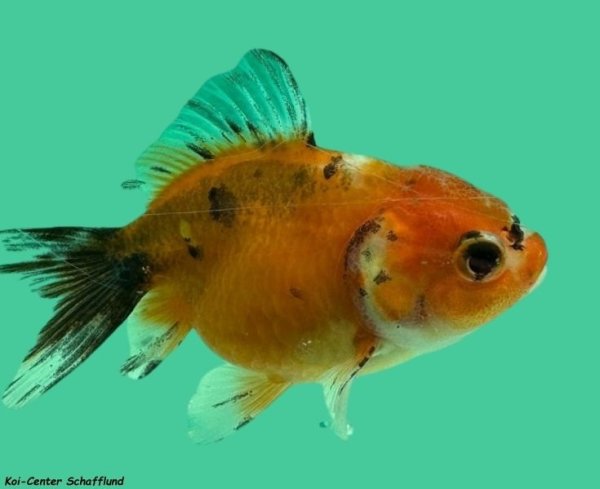 Schleierschwanz Oranda Calico