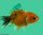 Schleierschwanz Oranda Calico