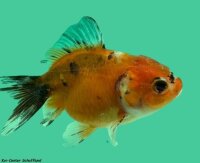 Schleierschwanz Oranda Calico 4-6 cm