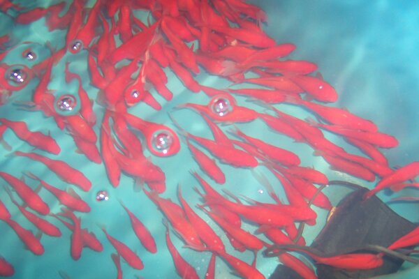 5 Cometgoldfische 12- 15cm