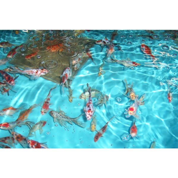 10 Shubunkin Goldfisch 7- 10cm