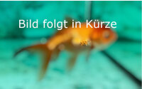 5 Schleierschwanz Oranda Mix 6- 8cm