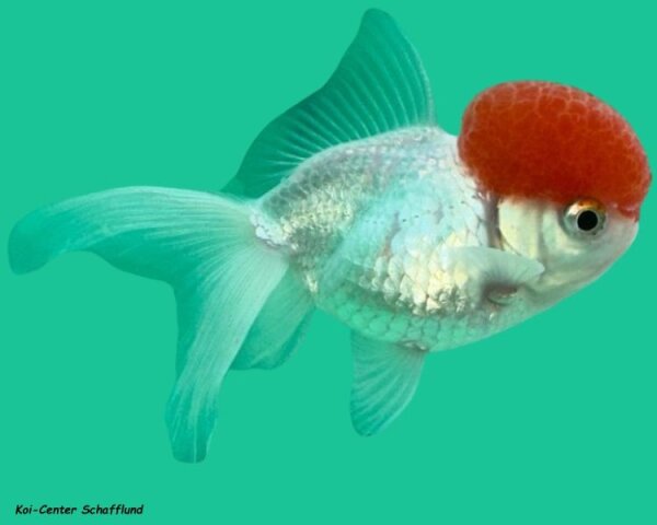 Oranda Rotkopf (Red Cap) 4- 6cm, 10 Stück