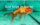 Schleierschwanz Oranda Mix 8-10cm, 5 Stück