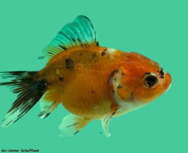 Schleierschwanz Oranda Calico 4-6 cm, 10 Stück