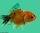 Schleierschwanz Oranda Calico 4-6 cm, 10 Stück