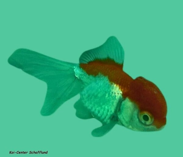 10 Schleierschwanz Oranda rot-weiß 4- 6 cm, 10 Stück