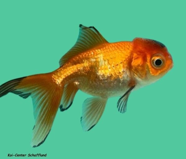 10 Schleierschwanz Oranda rot-schwarz 4-6 cm, 10 Stück