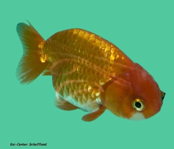 10 Schleierschwanz Ranchu Mix 4-6 cm, 10 Stück