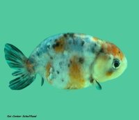 5 Schleierschwanz Ranchu Mix 8-10 cm, 5 Stück