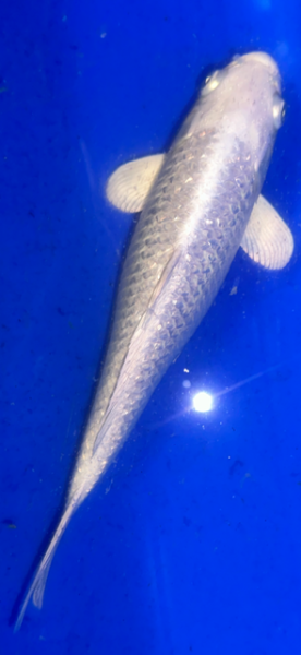 Koi 22 20- 25cm