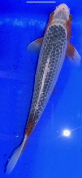 Koi 23 20- 25cm