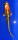 Koi 26 20- 25cm